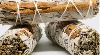 Sauge à la cannelle des États Unis