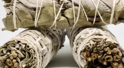 Sauge à l’eucalyptus des États Unis