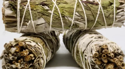 Sauge à la Menthe des États Unis