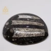 point-ortheceras-M1-esoterisme-by-william-woodpng