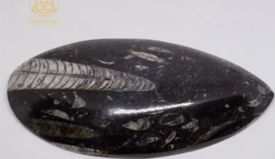 Pointe en orthoceras