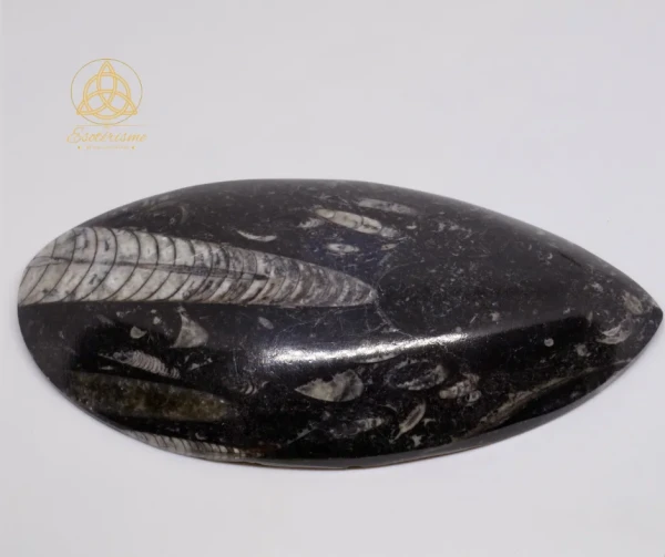 pointe-orthoceras-M3-esoterisme-by-william-woodpng