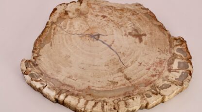 Tranche Bois Fossile