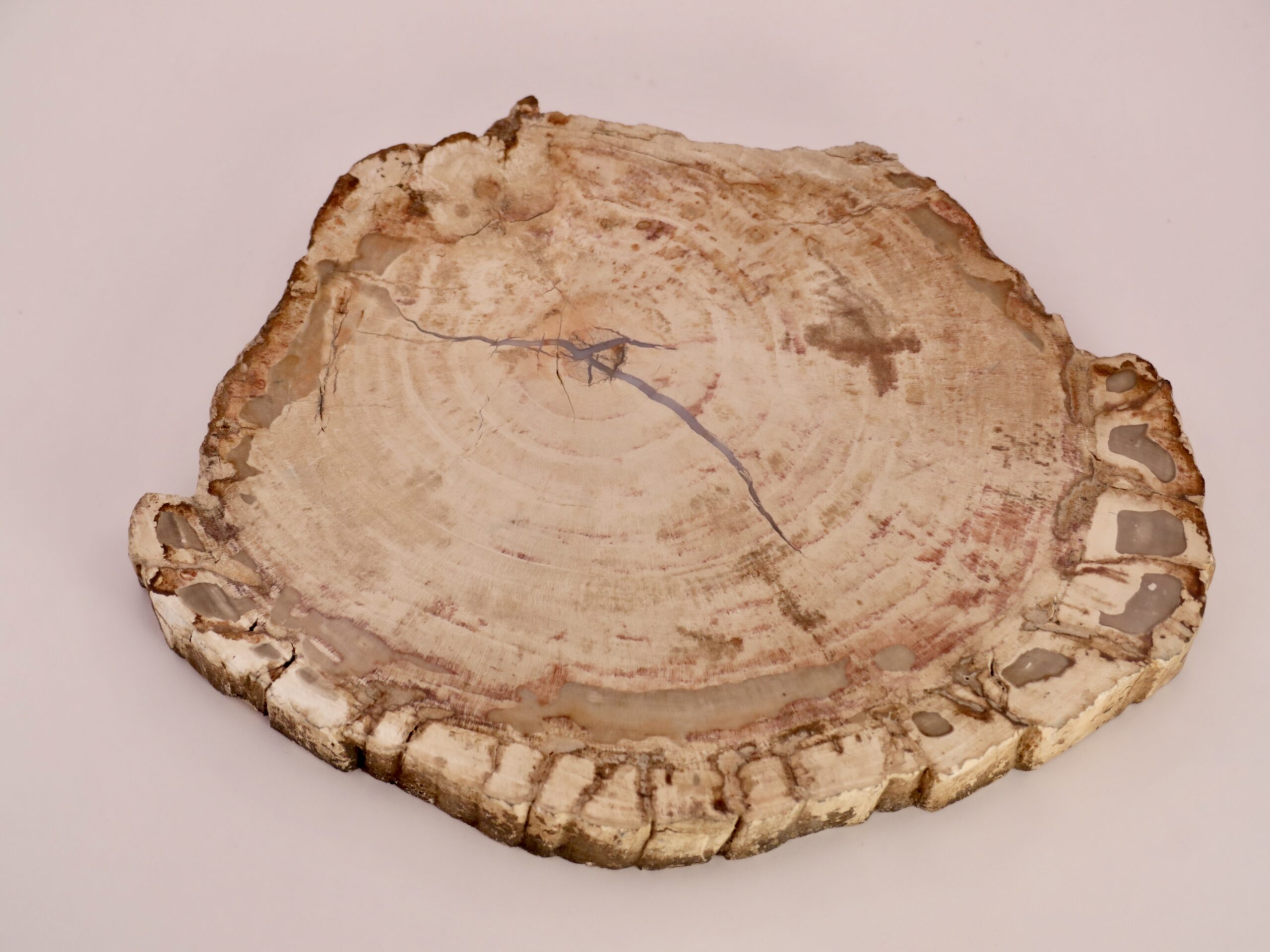 Tranche Bois Fossile