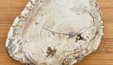 Tranche Bois Fossile