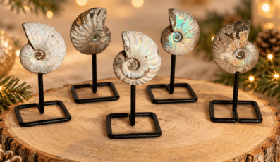 Ammonite fossile sur socle AA – Modèle 110 mm